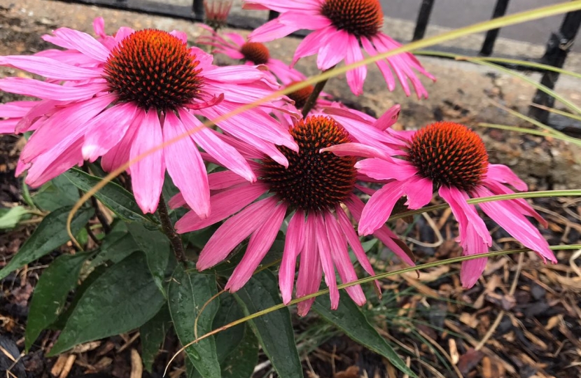 The Flowers in the refurbished gardens are blooming beautifully this summer.