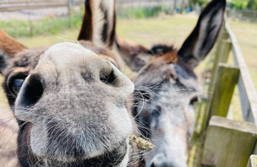 Julie Redmond Visits Kentish Town City Farm