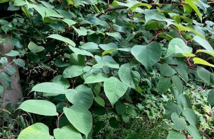 Japanese Knotweed breaks out in the upper graveyard Church Row, Hampstead