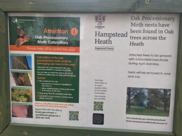 Oak Processionary Moth Caterpillars have been found on Hampstead Heath.