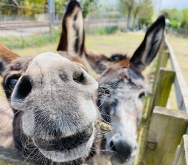 Julie Redmond Visits Kentish Town City Farm