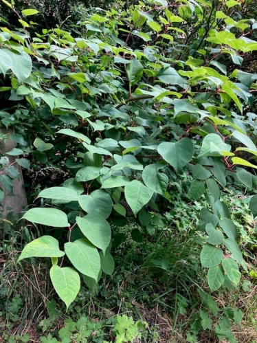 Japanese Knotweed breaks out in the upper graveyard Church Row, Hampstead